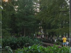 -重庆彩云湖湿地公园