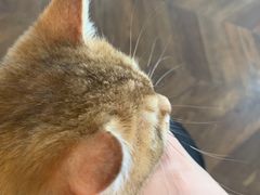 -蓝鲸·缅因猫舍