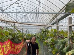 -马陆小张葡萄园农家乐