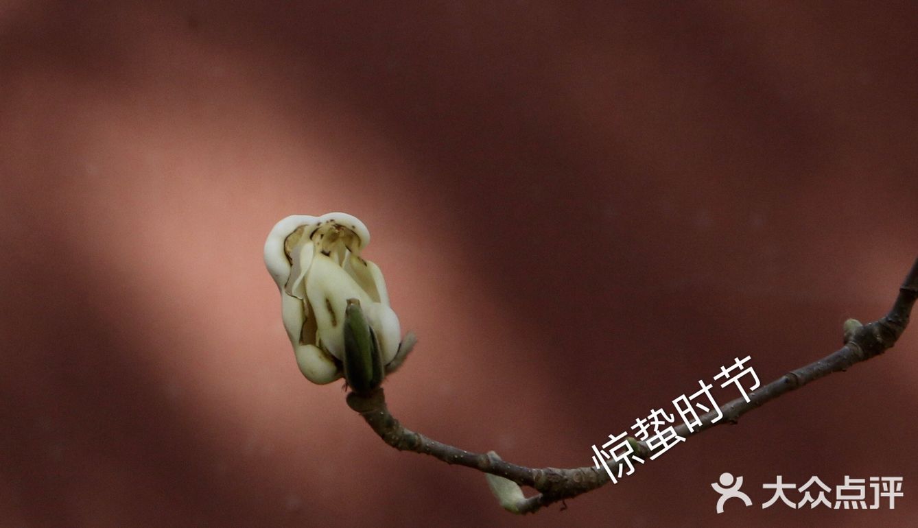 惊蛰节气 惊蜇桃花朵朵压叶枝，春风夜雨玉兰鲜