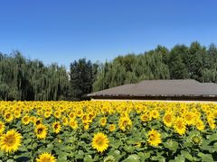 -长白岛森林公园