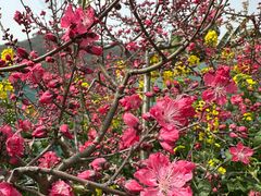 -桃源山庄·水蜜桃采摘·柴火鸡·烧烤团建(龙泉山店)