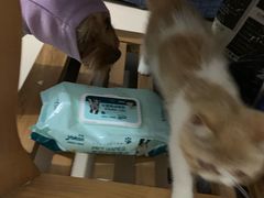 -袖虎·猫馆(体育西路店)