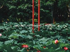 -陈家山荷花公园