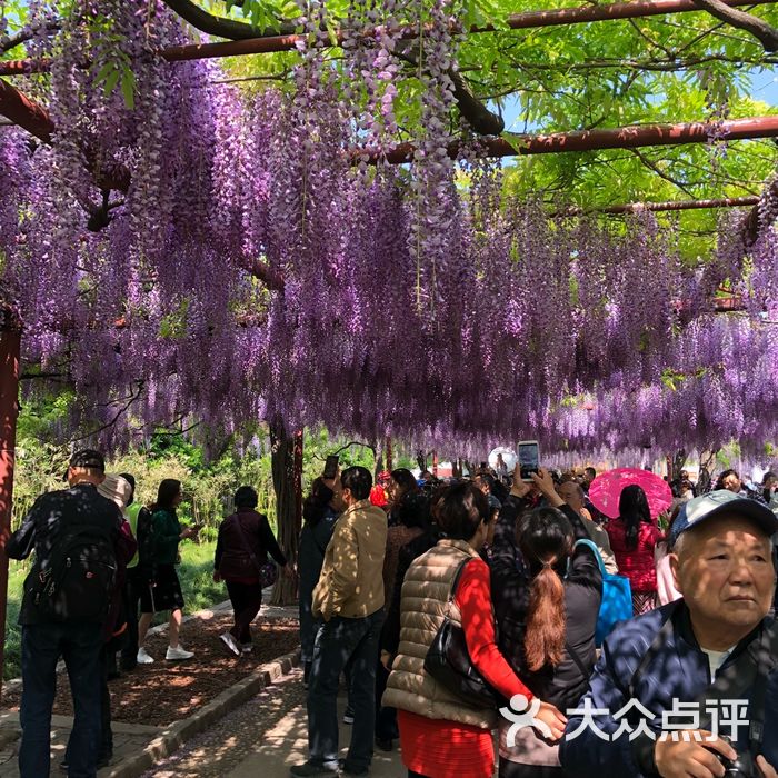 嘉定紫藤園