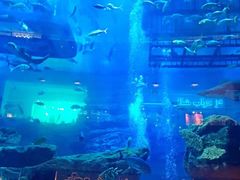 -迪拜水族馆及水下动物园