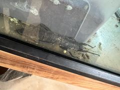 -西双版纳基诺山寨