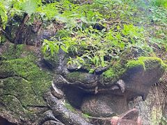 -汤旺河林海奇石景区