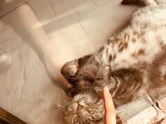 -平行世界·猫咖(首经贸店)