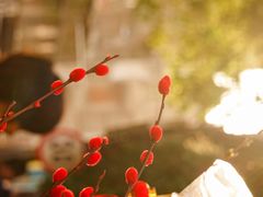 -溪岸路花鸟市场