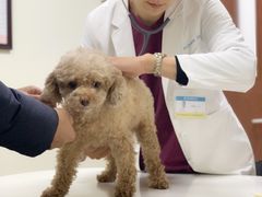 -美联众合动物医院·24h转诊中心