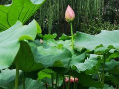 -陈家山荷花公园