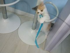 -喵的天空名猫咖啡馆·撸猫·猫舍·用品