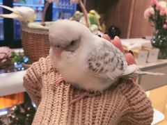 -藦茜花园宠物主题亲子互动体验馆(国顺东路店)