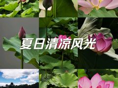 -莲花池公园