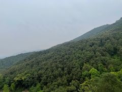 -铁山坪森林公园