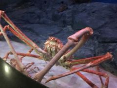 -新加坡海洋生态馆