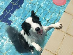 -趣玩宠物乐园寄养训犬训狗游泳池