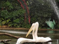 -广州长隆飞鸟乐园