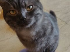 -猫咖时代(中山亭店)