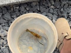 -DGE季风钓虾营地·团建·聚会