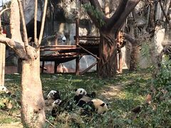 -成都大熊猫繁育研究基地