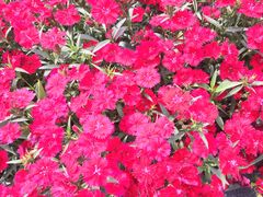 -上海望仙安息园