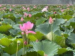 -东郊湿地公园