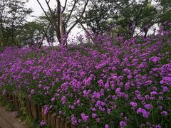 -长田漾湿地公园