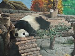 -青藏高原野生动物园