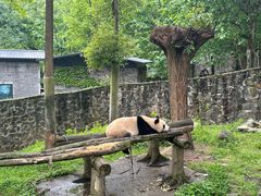 -都江堰中华大熊猫苑