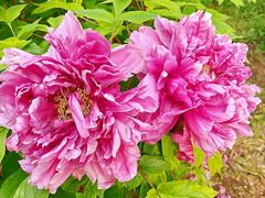 -国家植物园南园