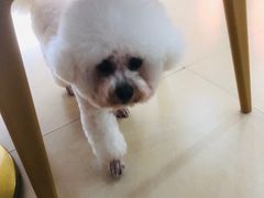 -喵宠乐园·撸猫互动·猫舍