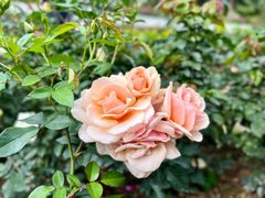 -人民公园(罗湖区)