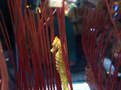 -暹罗海洋世界