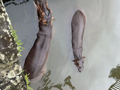 -海南热带野生动植物园