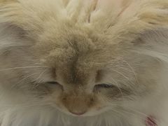 -宠欣安宠物医院·包河区中心医院