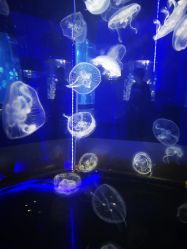 -未来动物城动物主题公园(大悦城店)