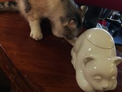 -猫色咖啡·猫咖