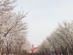 -南京奥林匹克体育中心-体育馆