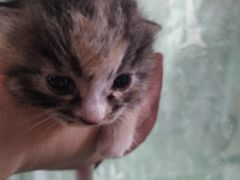 -纳吉亚猫专科动物医院博雅分院
