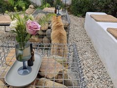 -自由生长植物工作室(深港花卉中心店)