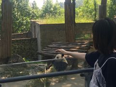 -都江堰中华大熊猫苑