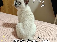 -猫大福·Fortune Cat猫舍(百子湾店)