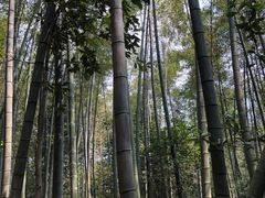 -午潮山国家森林公园