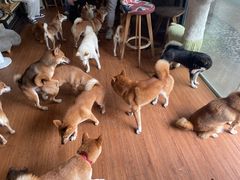-柴犬高等学院·狗咖·柴犬售卖·宠物训练