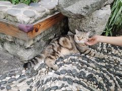 -喵屿·大理花园猫咖