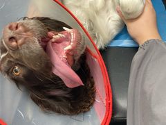 -北京派仕佳德动物医院·超导核磁·CT·神经科·骨科·内外科·急重症管理中心