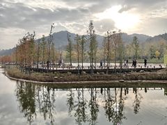 -千年银杏谷文化旅游区