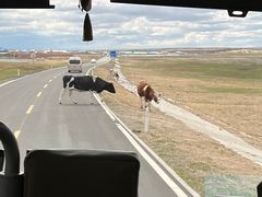 -呼伦贝尔大草原巴尔虎蒙古部落民俗旅游度假景区